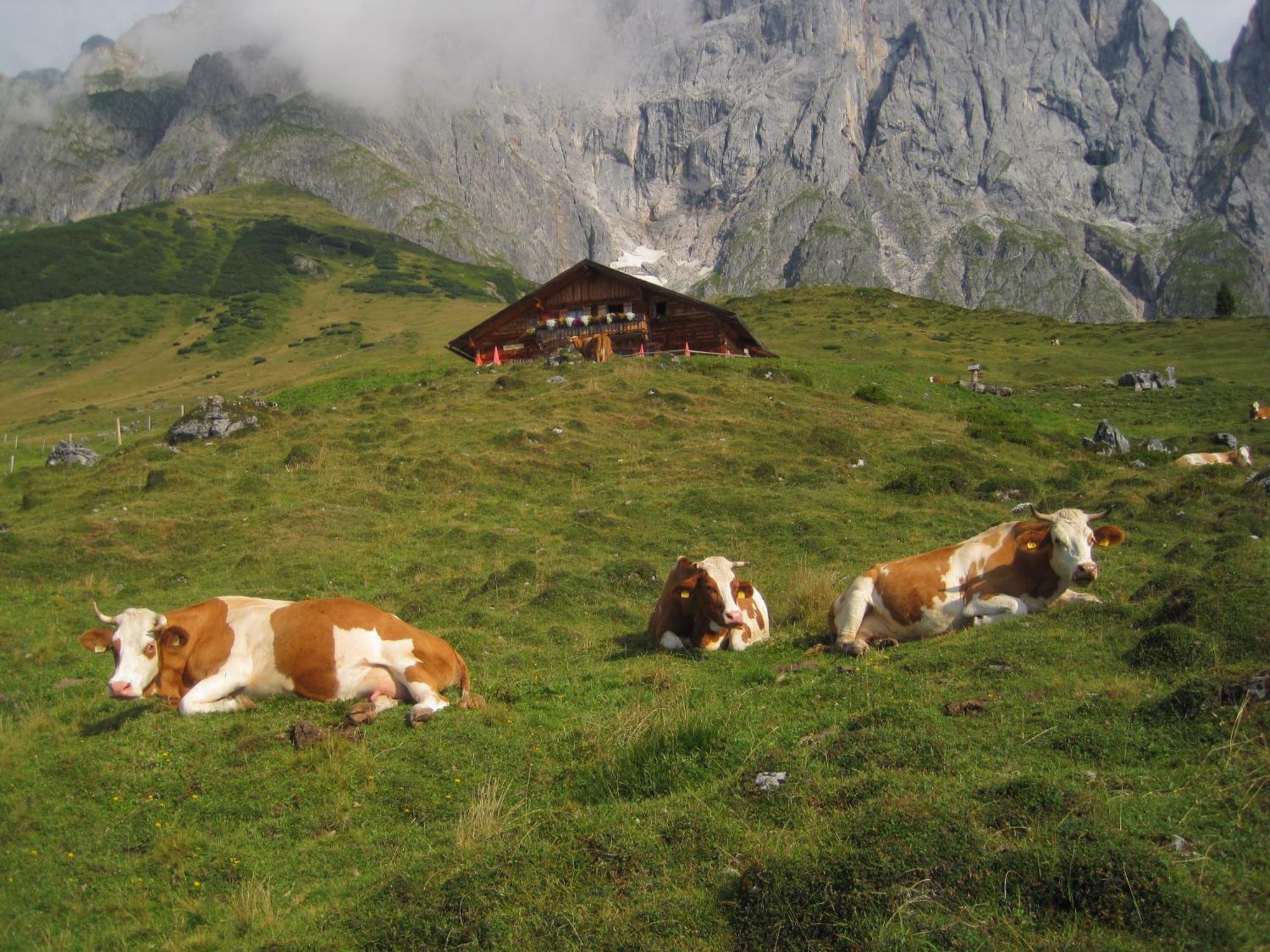 Apartament Molteraugut Mühlbach am Hochkönig Zewnętrze zdjęcie